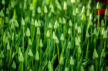 Fototapeta na wymiar Les tulipes hollande du jardin de Keukenhof