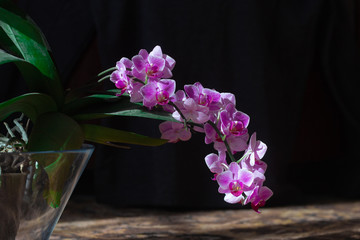 pink phalaenopsis orchid flower in glass pot on black background