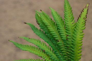 green fern leaves on sand background