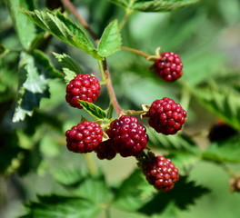Unreife Brombeeren in der Farbe rot an einem Brombeerbusch im Garten