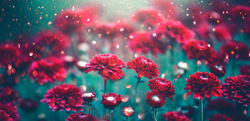 Fleurs rouges de chrysanthème qui fleurissent dans un jardin. Conception d& 39 art de fleurs d& 39 automne. Fond de nature