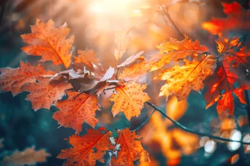 Foto op Aluminium Herfst kleurrijke heldere bladeren slingeren op een eik in herfst park. Val achtergrond. Prachtig natuurtafereel © Subbotina Anna