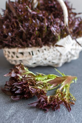 Oak leaf variety of lettuce with water droplets showing freshness