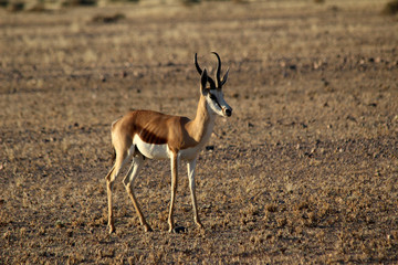 Naklejka na ściany i meble A lone springbok in the sossusvlei region of Namibia 