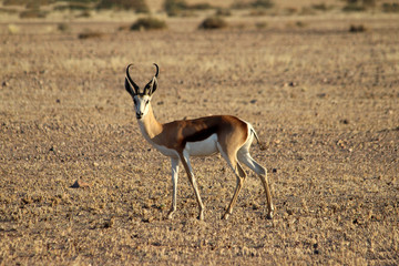 A lone springbok in the sossusvlei region of Namibia	