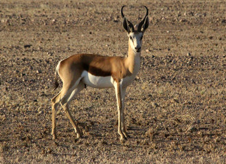 A lone springbok in the sossusvlei region of Namibia	