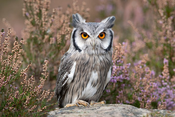 A close up portrait of a white faced scops owl as it stands on a roch facing forward looking at the camera - 277145553