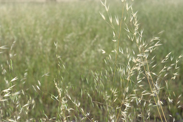 Avena sativa for backgrounds and education