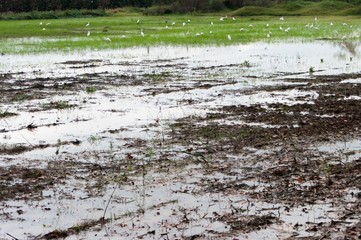 Field of rice full of water