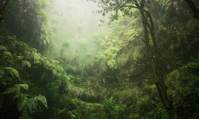 Foto op Aluminium Regenwald tropisch nass abenteuer © @nt