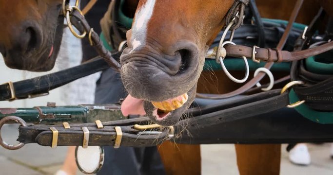 tired horse in harness shows tongue and teeth. she chews her food and looks sad. slow motion