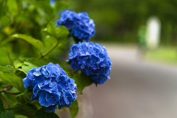 はままつフラワーパーク：紫陽花