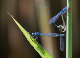 dragonfly on blade of grass