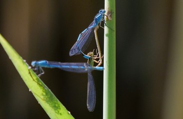 3 Little Blue dragonflies on a leaf