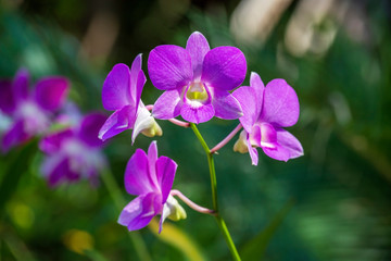 Beautiful lilac pink orchids on the green background of leaves. Natural conditions. Close up, outdoors, nature concept. Exotic tropical flower with green background, asia, Thailand