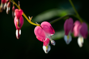 Bleeding heart flower