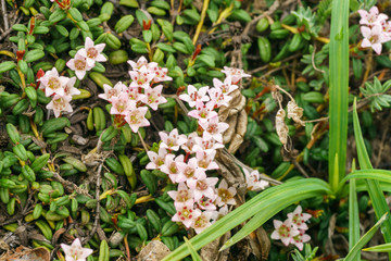 Calmia lying (lat. Kalmia procumbens) - a type of woody plants of the heather family (Ericaceae)....
