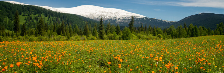 summer landscape with snow-capped mountains and flowers, Russia, Altai, June