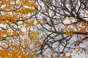 Autumn tree branch backgroun. Orange foliage
