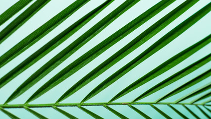 Palm leaves close up on pastel blue background. Tropical palm leaves top view or flat lay. Copy space for text or design. Horizontal banner. Tropical palm leave, jungle leave floral pattern background