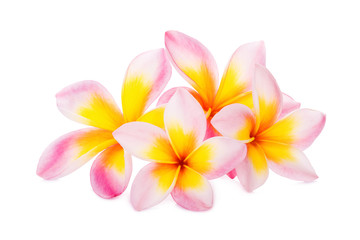 frangipani flower isolated on white background