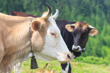 Cows in the Carpathian Mountains