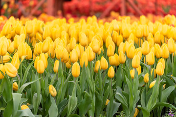 Obraz premium Yellow Tulip bright spring flower with copy space for web banner and invitation card display design in summer time. Tulips floral bloom in spring flower garden with green nature.