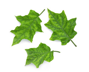 eggplant leaf isolated on white background, top view, flat lay