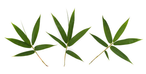 Fototapeta premium bamboo leaf isolated on white background
