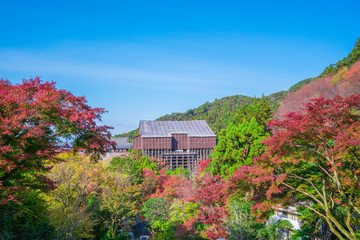 京都　清水寺　修理中の舞台と紅葉　