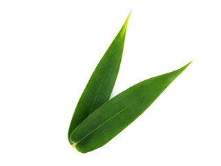 green leaf of bamboo leaf isolated on white backgroud