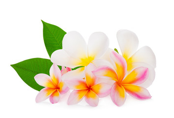 frangipani flower with leaf isolated on white background