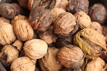 pile of drying freshly picked organic walnuts still in their hard brown cracking shell cases on a farm in rural Australia