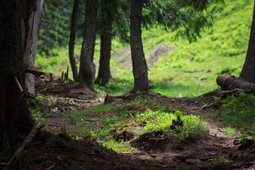 Stump in the forest.