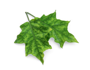 eggplant leaf isolated on white background