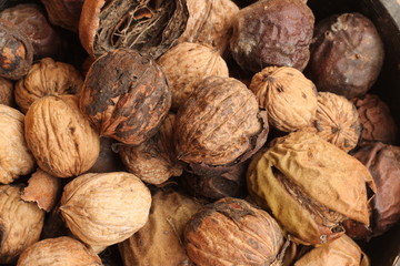 pile of drying freshly picked organic walnuts still in their hard brown cracking shell cases on a farm in rural Australia