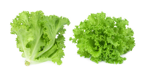 fresh green oak lettuce isolated on white background