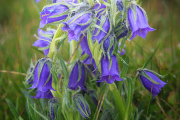 Beautiful scenery with blue bell flowers in summer mountains. Campanula Alpina