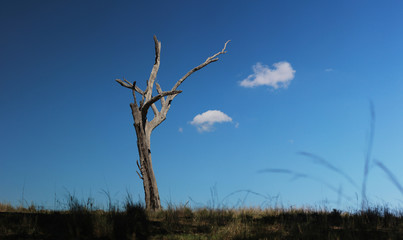 dried, white, dead tall tree stump alone in a field on farmland in rural Australia on a clear day with just a few whispy fluffy small clouds drifting by