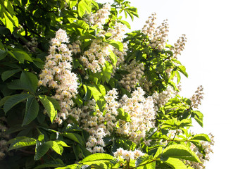 Flowering chestnut horse. White bunches of chestnut flowers on blue sky background