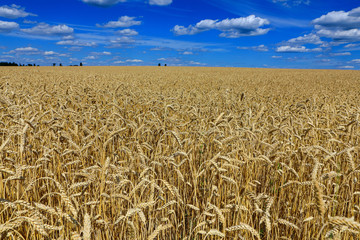 field of golden wheat against the blue sky