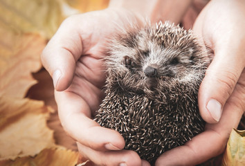 charming hedgehog in male hands on a background of autumn leaves © Chepko Danil