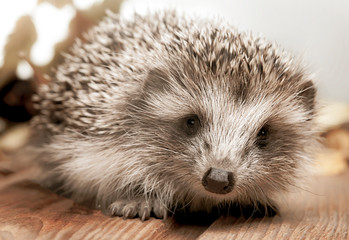 Young hedgehog in autumn leaves