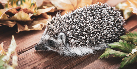 Young hedgehog in autumn leaves