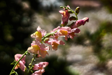  Green branch with yellow and pink flowers