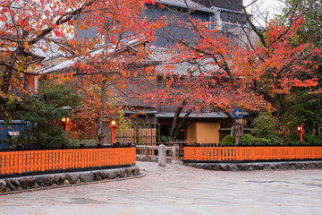 京都　祇園白川の桜紅葉