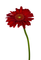Top view from fresh vibrant red Gerbera flower. Isolated on a white background.