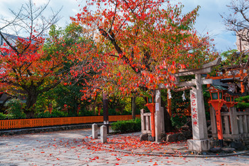 京都　祇園白川の桜紅葉