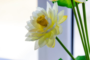 white lotus or water lily in artificial