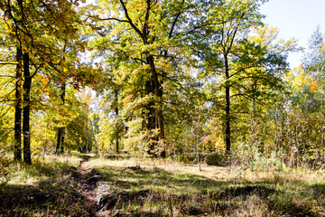 Autumn forest nature. Vivid morning in colorful forest with sun rays through branches of trees.